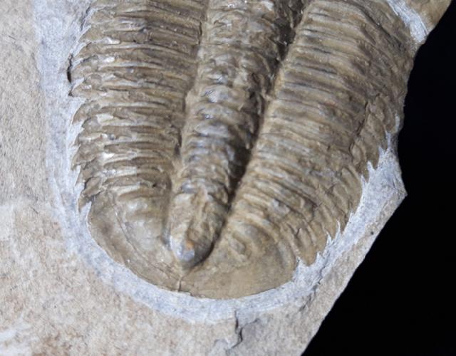 Proasaphiscus rigidus (JEGOROVA & SAVITZKY 1968) - Bild © FossNet FossilienStore